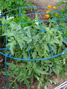 Beefmaster tomato