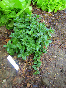 Spearmint