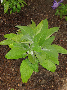 Foxglove