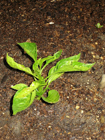 Bell pepper