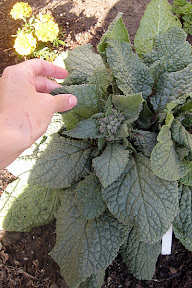 Revealing the buds on the borage