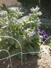 Out of control borage
