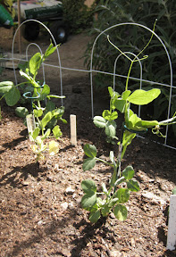 Peas