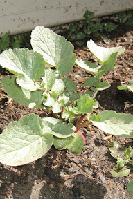 Radish