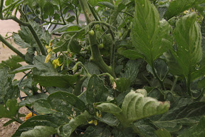 Cherry tomatoes