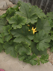 Mysterious squash