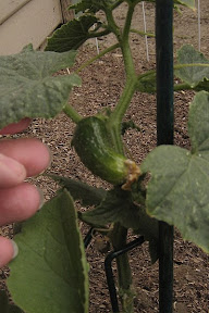 Cucumber