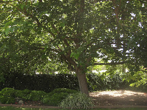The shade garden