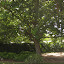 dchapma's Shade garden