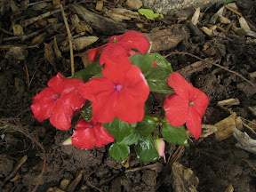 Impatiens