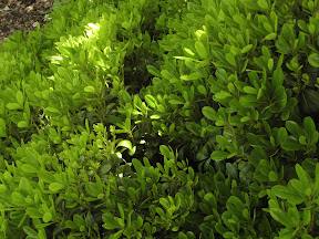 Mystery bush