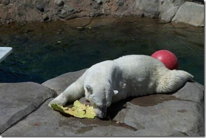 Um urso comendo uma melancia 14