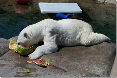 Um urso comendo uma melancia 9