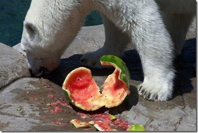 Um urso comendo uma melancia 8