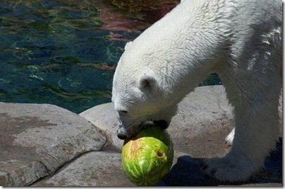 Um urso comendo uma melancia 5
