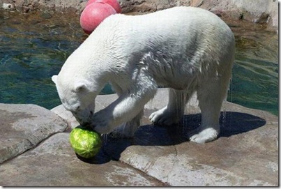 Um urso comendo uma melancia 3