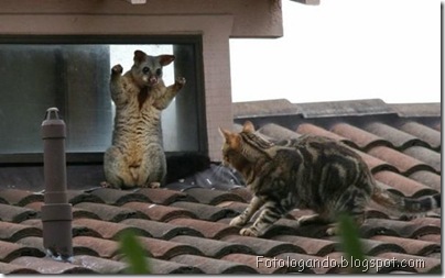 gatos curiosos 2