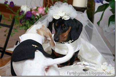 casamento entre animais 1