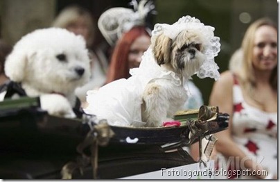 casamento entre animais 9