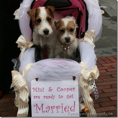 casamento entre animais 5