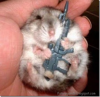 hamsters