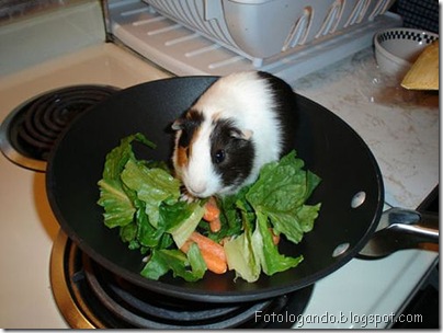 hamster