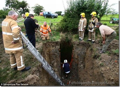 salvamento de um bezerro 3