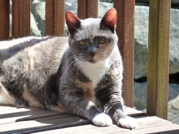 Cleo, enjoying a sunny day on the deck