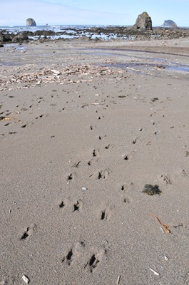Deer tracks