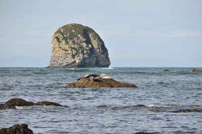 More seals soaking up the sun