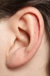 [ear[1][4].jpg]