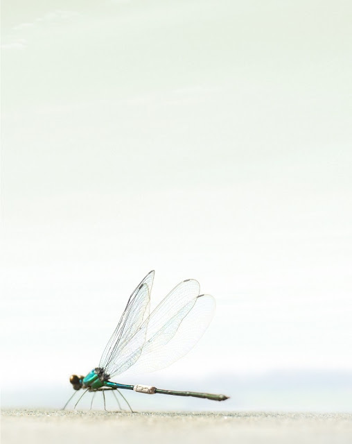 http://lh6.ggpht.com/_9-Jer2Mz9N4/SUmjYFaYzYI/AAAAAAAABvE/bjskffSTnzk/s640/rkl_26.jpg