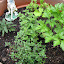 jasonga's Herb Pot garden