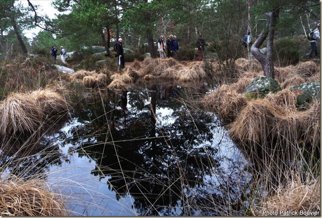 Mare aux canards