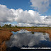 Kemeru tirelis-1704.jpg, Ķemeru tīrelis. Latvija