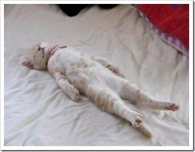 the-funny-cute-cat-sleeping-posture-3