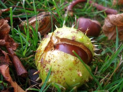 [chestnut[11].jpg]