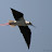 Pernilongo - Himantopus himantopus