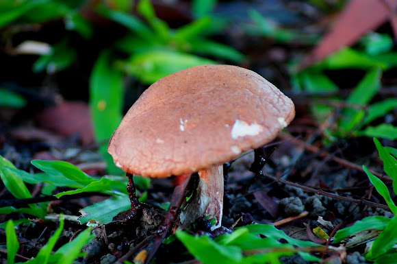 Spotting Image 1