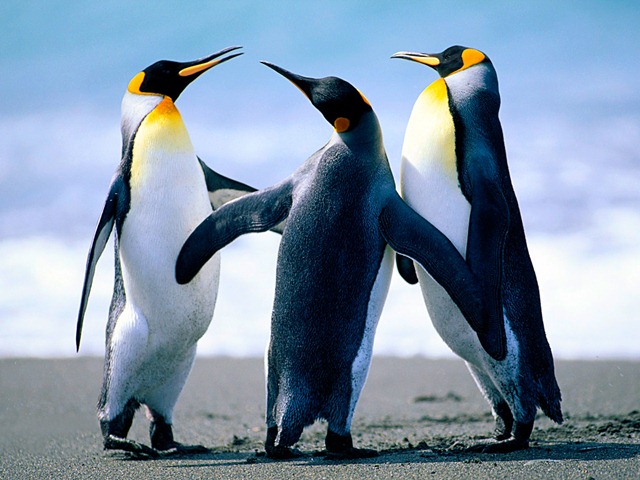 [Penguins[3].jpg]