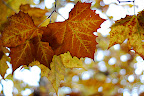 I liked these very broad leaves.  Fallen ones covered the ground like a carpet.
