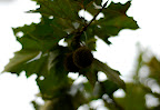 A pair of nuts hang ready to fall