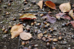 Acorns, donguri in Japanese, were a favorite target of kids pockets.