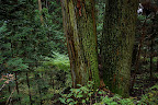 Two come from one in Nikko