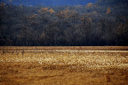Amber waves of grain, indeed upon Senjogahara Moor