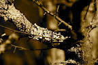 Winter was coming to the trees of Senjogahara Moor