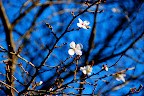 I'm always surprised to see flowers bloom in cold weather
