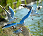 Gulls really are classless birds.