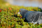 This pigeon was stuffing its face in this bush.