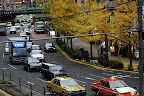 Traffic ambles under the yellow ginko leaves